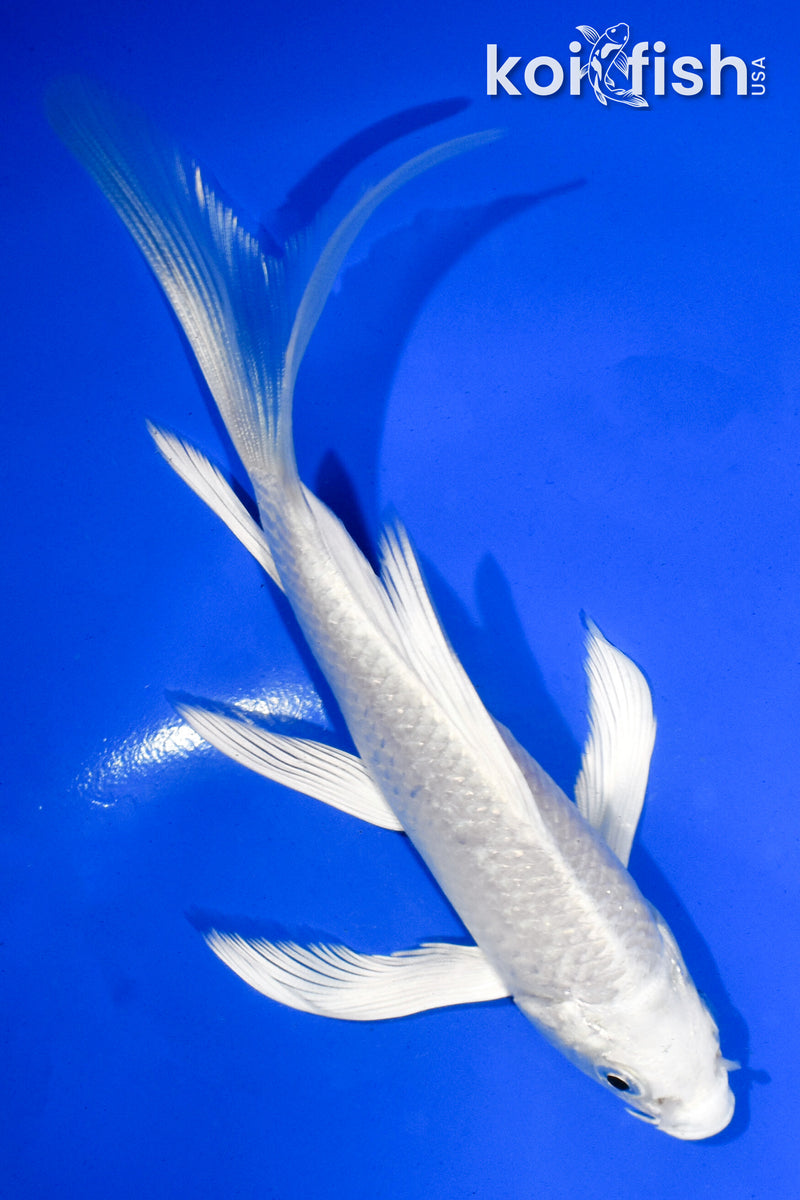 5.5" PLATINUM OGON BUTTERFLY