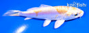 4" DOITSU LEMON HARIWAKE
