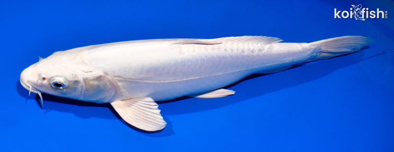 14.5" DOITSU PLATINUM OGON