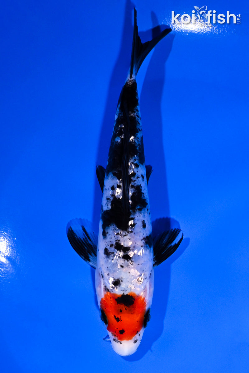 5.5" GINRIN TANCHO SANKE