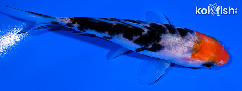4.25" SANKE