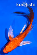 5.5" ARAGOKE ORENJI OGON BUTTERFLY