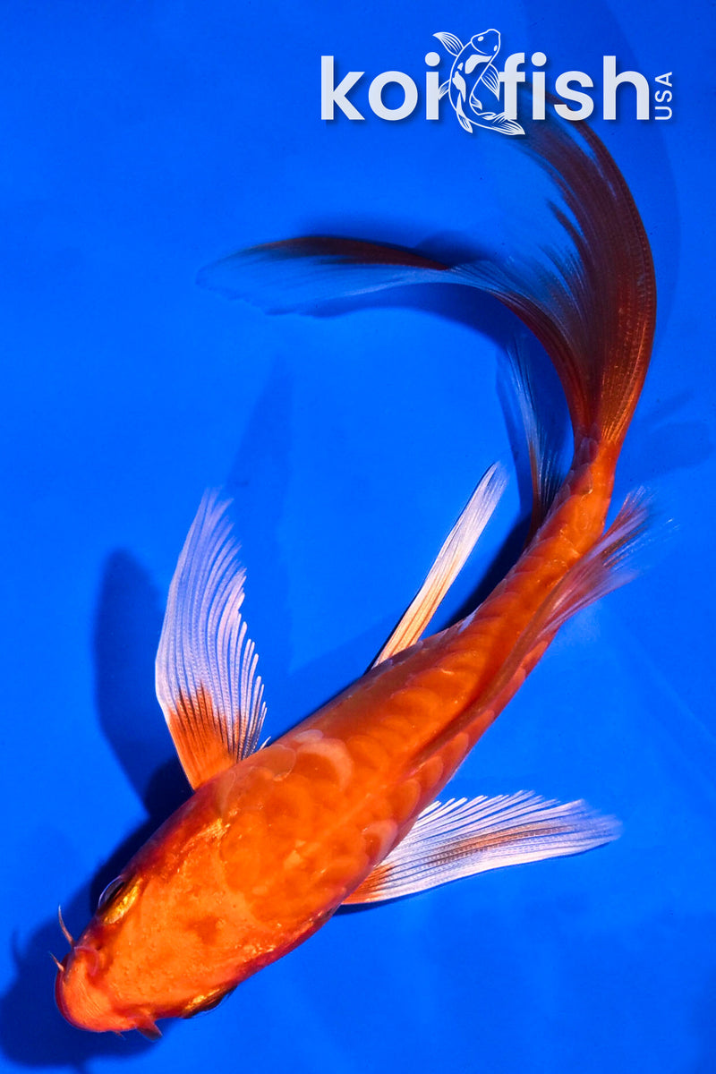 5.5" ARAGOKE ORENJI OGON BUTTERFLY