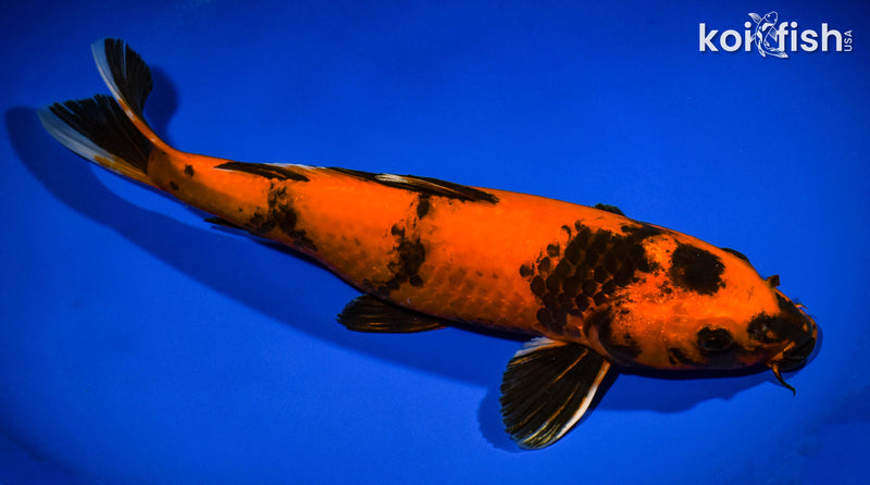 12.75" KIN HI UTSURI