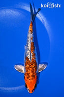 6.5" GINRIN BENI KIKOKURYU