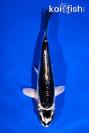 5.5" KIKOKURYU