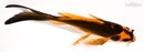 7" ORENJI MATSUBA BUTTERFLY