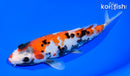 7.25" SHOWA