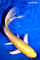 7.5" GINRIN YAMABUKI OGON BUTTERFLY