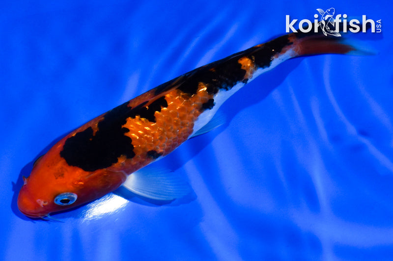 5.5" AKA SANKE