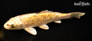 6.75" GINRIN KI BEKKO