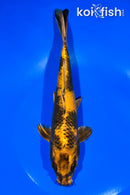 9" KI UTSURI
