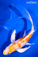 6.75" HARIWAKE BUTTERFLY