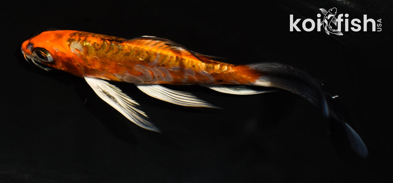 5.5" ARAGOKE BENI KIKOKURYU BUTTERFLY