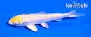 4.5" LEMON HARIWAKE