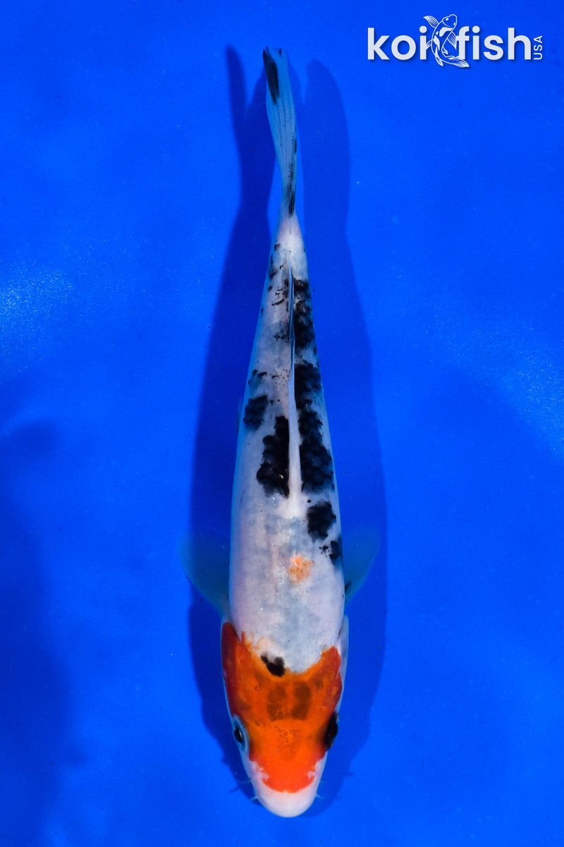 5.5" SANKE