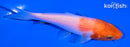 4.5" KOHAKU