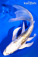 8" KIN KIKOKURYU BUTTERFLY
