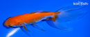 5" WATONAI GOLDFISH