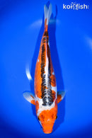 15.25" HI SHUSUI