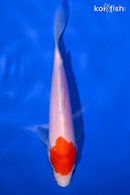 6.5" KOHAKU