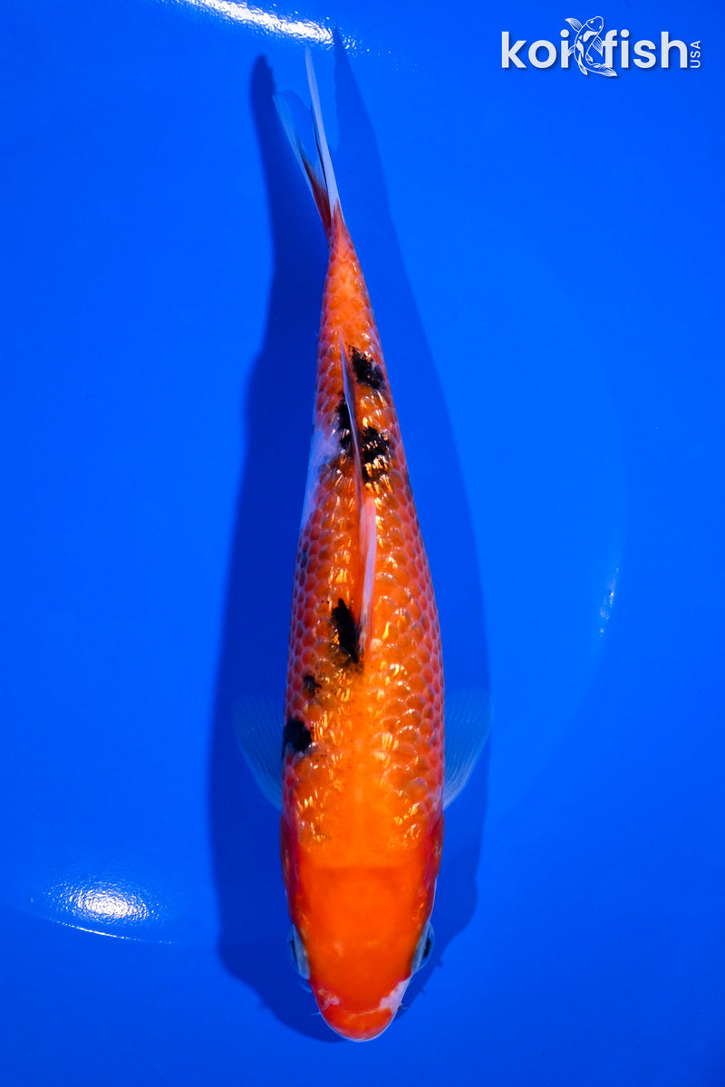 6.75" GINRIN SANKE