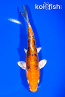 7.25" LEATHER HEISEI NISHIKI
