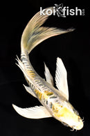7.5" KIN KIKOKURYU BUTTERFLY