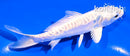 5" DOITSU PLATINUM OGON