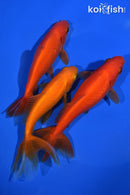 PACK OF (3) 5-5.5" WAKIN GOLDFISH