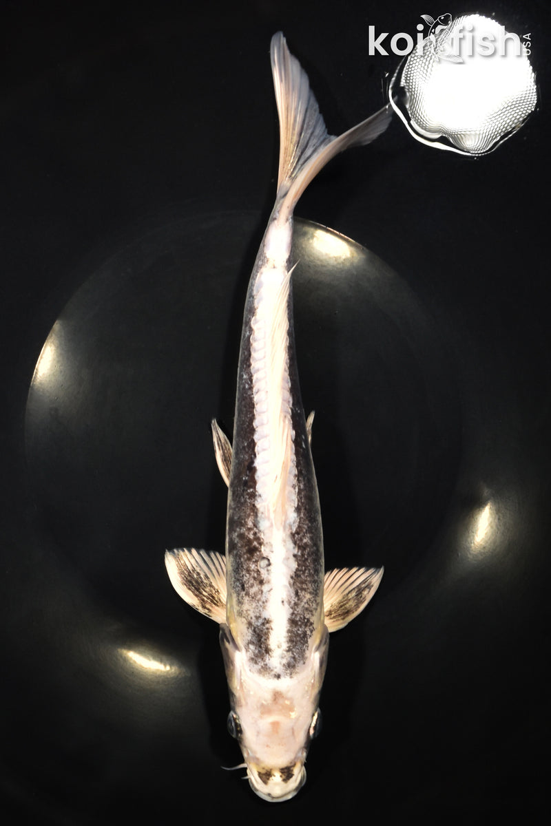 11" KIKOKURYU