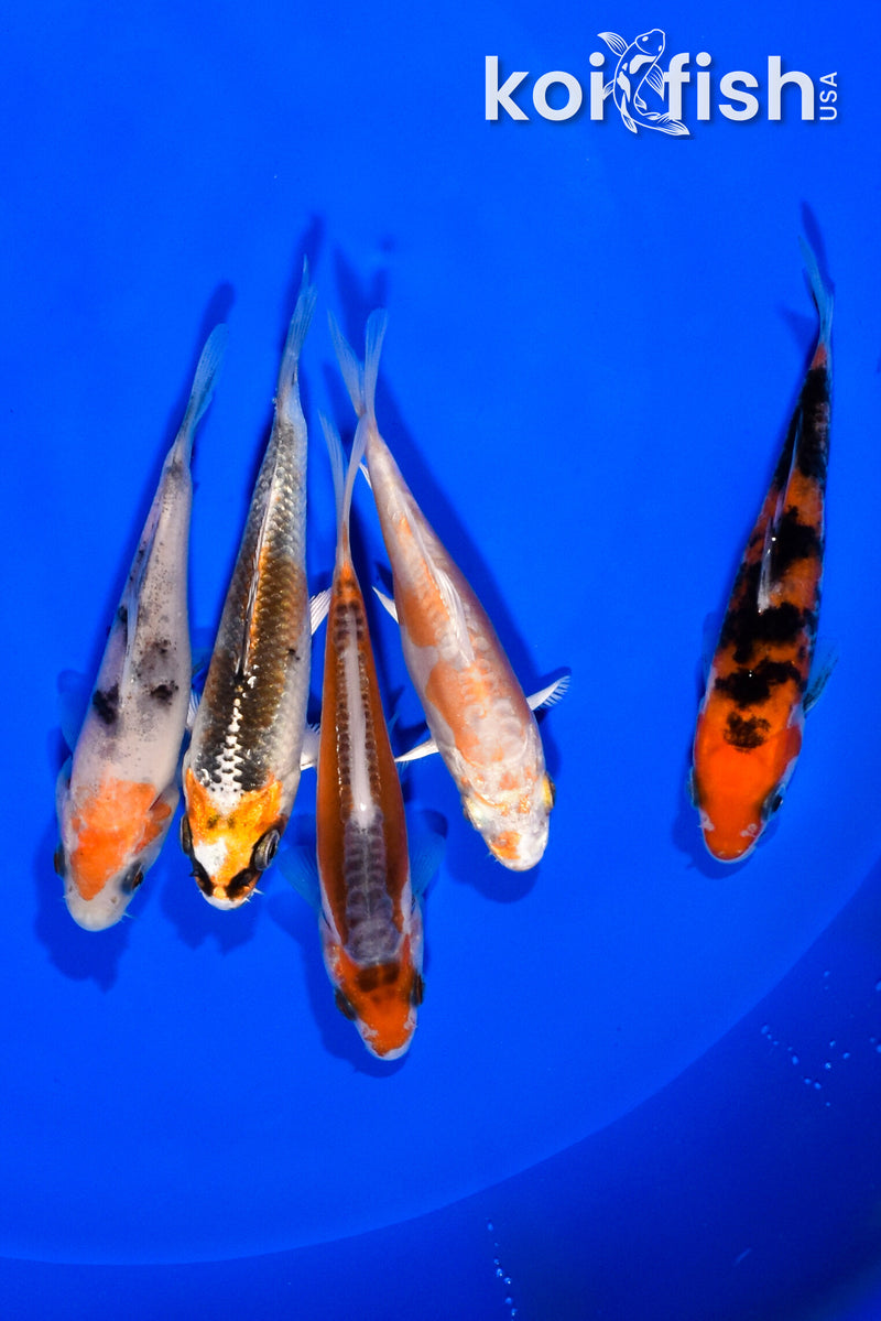 PACK OF (5) 3.5"- 4" STANDARD KOI