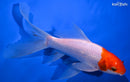 7.5" HOODED SARASA COMET GOLDFISH