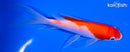 5" KOHAKU BUTTERFLY