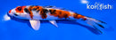 6" GINRIN YAMATO NISHIKI