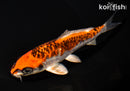 5.75" KUJAKU