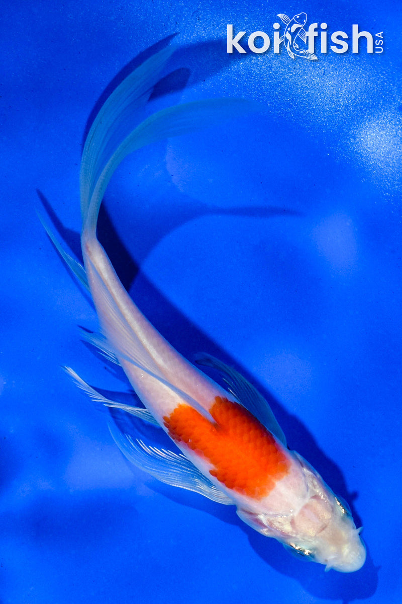 4.5" HARIWAKE BUTTERFLY
