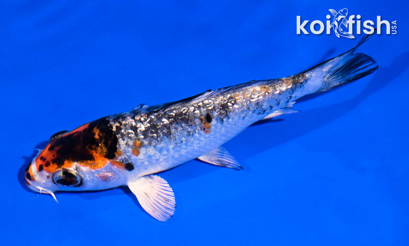 4.5" GINRIN YAMATO NISHIKI