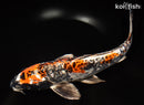 14.5" ARAGOKE BENI KIKOKURYU