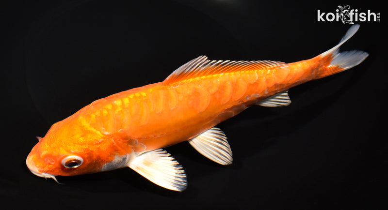 8.5" KIKUSUI