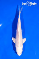 5.5" PLATINUM OGON