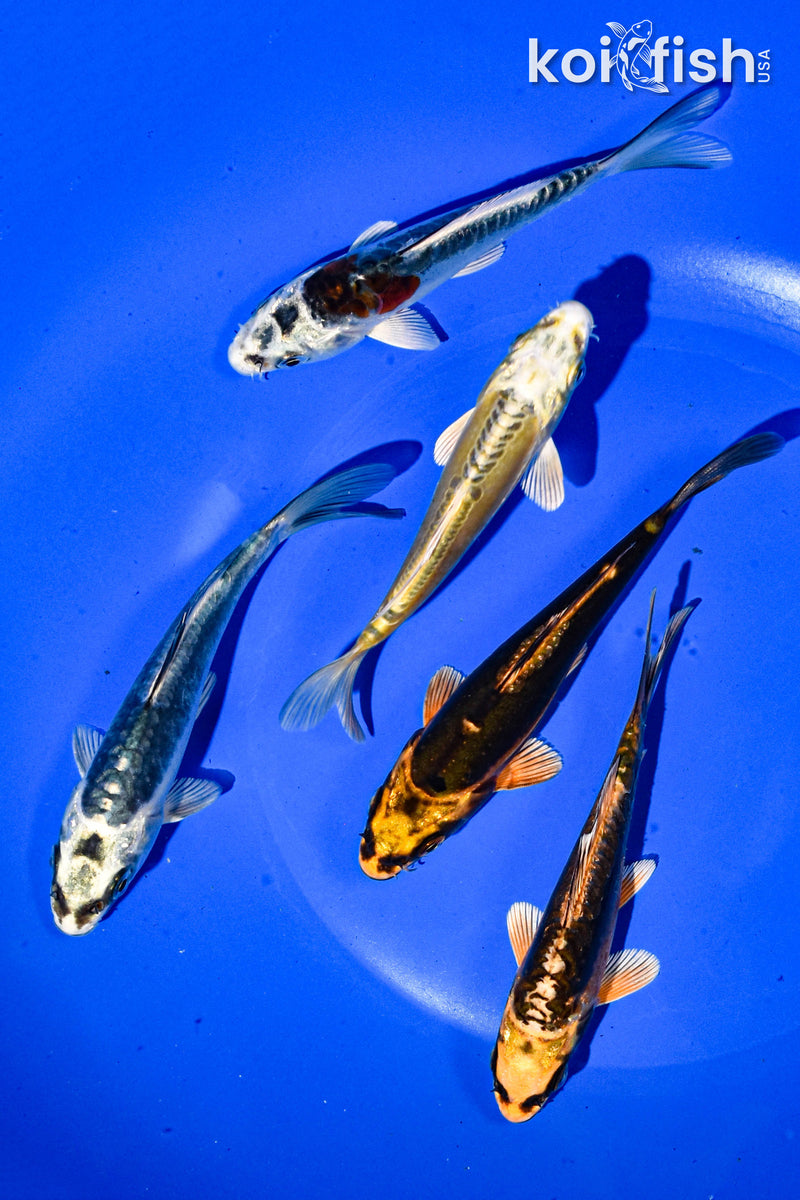 PACK OF (5) 3-4" STANDARD GHOST KOI