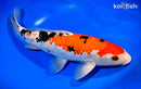 13.25" GINRIN SANKE
