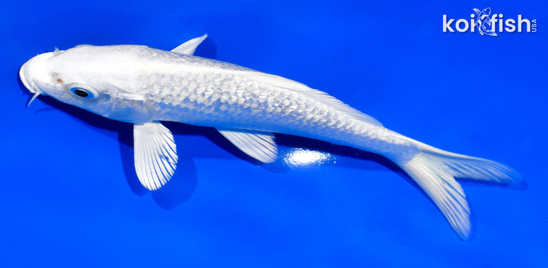 6" GINRIN PLATINUM OGON