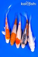PACK OF (5) 4.75 - 5.25" STANDARD KOI