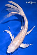 9.75" PLATINUM OGON BUTTERFLY