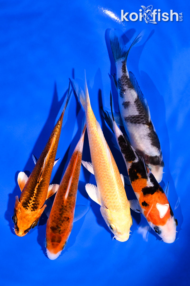 PACK OF (5) 4-5" STANDARD KOI