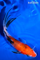 5.75" SANKE BUTTERFLY