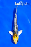 4" KIN KIKOKURYU