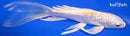 7.25" GINRIN LEMON HARIWAKE BUTTERFLY